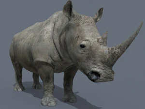 pro rhino - 8k 3D Model