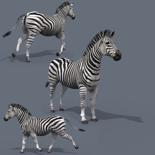 Pro zebra - 4k Modelo 3D .c4d .max .obj .3ds .fbx .stl .blend 