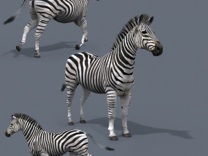 pro zebra - 4k 3D Model