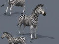 Pro zebra - 4k 3D Model