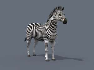 Pro zebra - 4k Modelo 3D