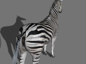 Pro zebra - 4k Modelo 3D