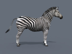 Pro zebra - 4k Modelo 3D