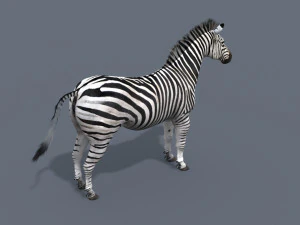 cebra profesional - 4k Modelo 3D