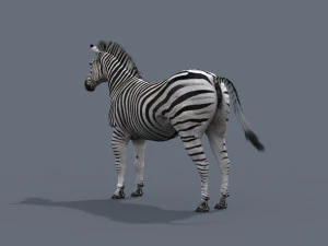 cebra profesional - 4k Modelo 3D