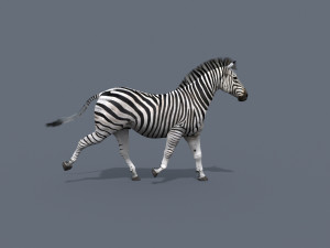 Pro zebra - 4k Modelo 3D