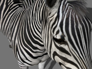 Pro zebra - 4k Modelo 3D