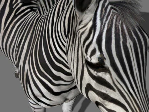 cebra profesional - 4k Modelo 3D