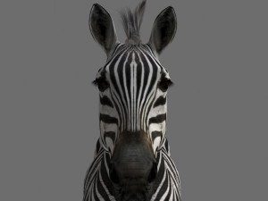 Pro zebra - 4k Modelo 3D