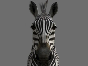 cebra profesional - 4k Modelo 3D