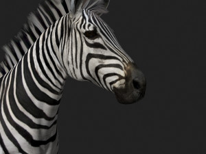 Pro zebra - 4k Modelo 3D