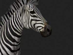 cebra profesional - 4k Modelo 3D