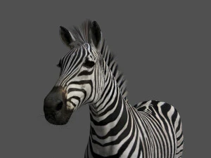 cebra profesional - 4k Modelo 3D