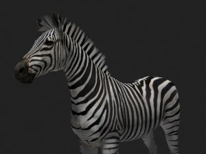 cebra profesional - 4k Modelo 3D