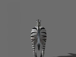 cebra profesional - 4k Modelo 3D