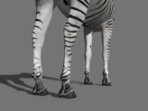 cebra profesional - 4k Modelo 3D