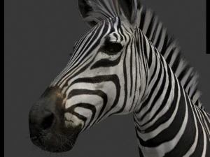 cebra profesional - 4k Modelo 3D