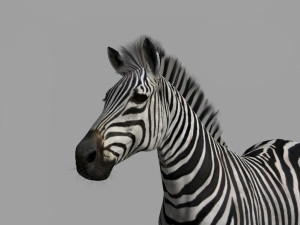 Pro zebra - 4k Modelo 3D
