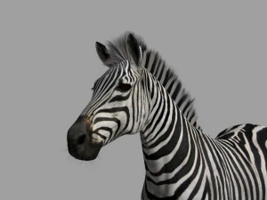 cebra profesional - 4k Modelo 3D