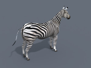 Pro zebra - 4k Modelo 3D