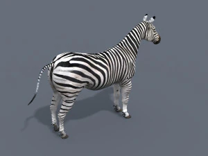 cebra profesional - 4k Modelo 3D