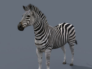 Pro zebra - 4k Modelo 3D