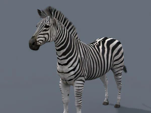 cebra profesional - 4k Modelo 3D