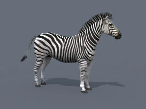 cebra profesional - 4k Modelo 3D