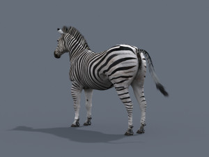 Pro zebra - 4k Modelo 3D