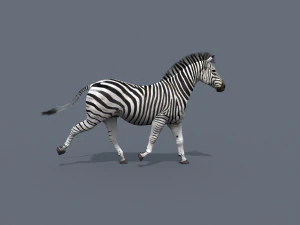 cebra profesional - 4k Modelo 3D