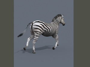 Pro zebra - 4k Modelo 3D
