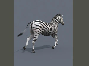 cebra profesional - 4k Modelo 3D