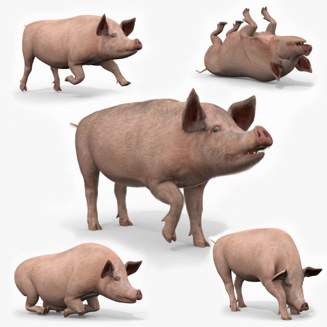 Porky the pig - animated 3d fur model Modelo 3D .c4d .max .obj .3ds .fbx .stl .blend 