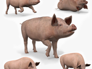 Porky the pig - animated 3d fur model 3D Model