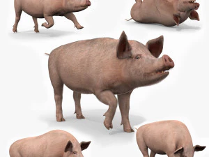 Porky het varken - geanimeerd 3D-bontmodel 3D Model