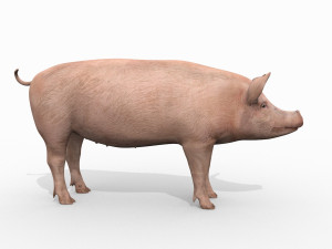 Porky the pig - animated 3d fur model Modelo 3D