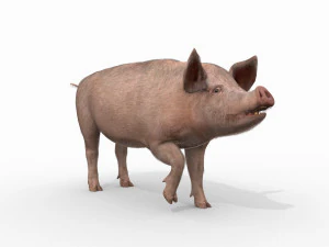 Porky the pig - animated 3d fur model 3D Model