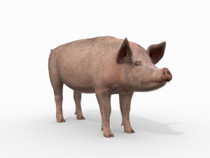 Porky the pig - animated 3d fur model Modelo 3D