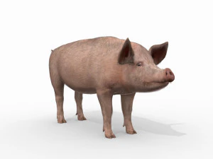 Porky the pig - animated 3d fur model 3D Model