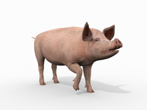 Porky the pig - animated 3d fur model Modelo 3D