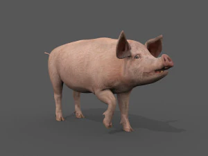 Porky the pig - animated 3d fur model 3D Model