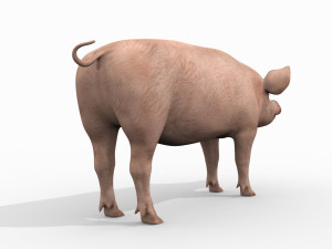 Porky the pig - animated 3d fur model Modelo 3D