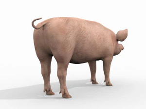 Porky the pig - animated 3d fur model 3D Model