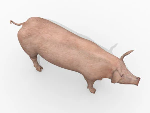 Porky the pig - animated 3d fur model 3D Model