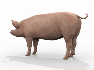 Porky the pig - animated 3d fur model 3D Model