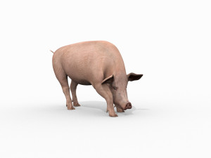 Porky the pig - animated 3d fur model Modelo 3D