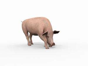 Porky the pig - animated 3d fur model 3D Model
