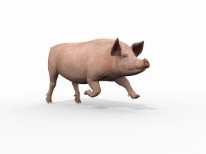 Porky the pig - animated 3d fur model 3D Model