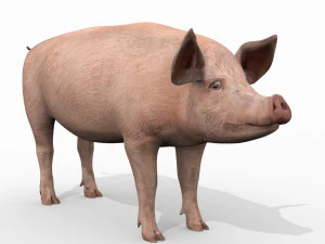 Porky the pig - animated 3d fur model 3D Model