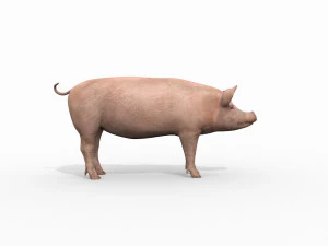 Porky the pig - animated 3d fur model 3D Model